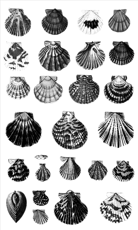 She Sells Sea Shells