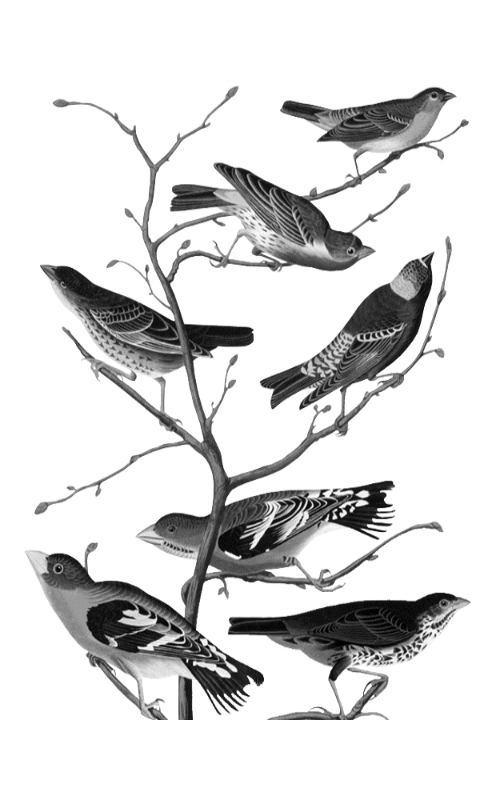Kindle Birds