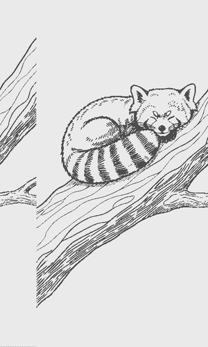 sleeping in tree red panda