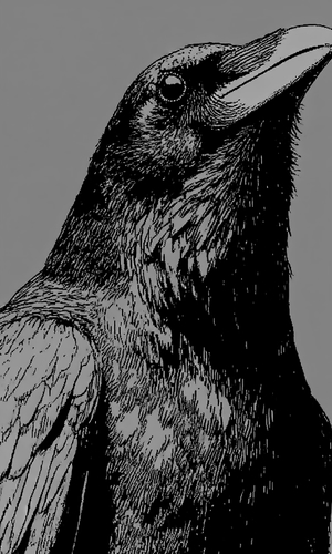 crow crow