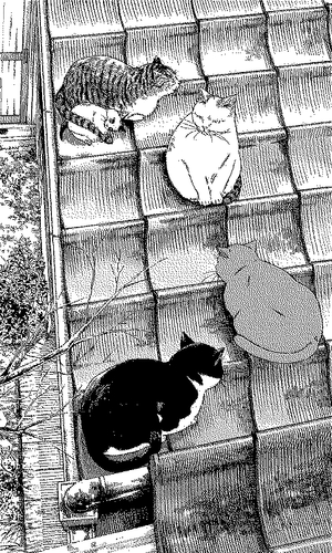 Cats on the roof