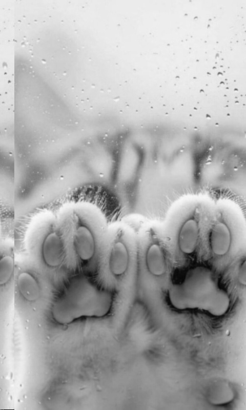 Paws_new