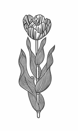 tulip