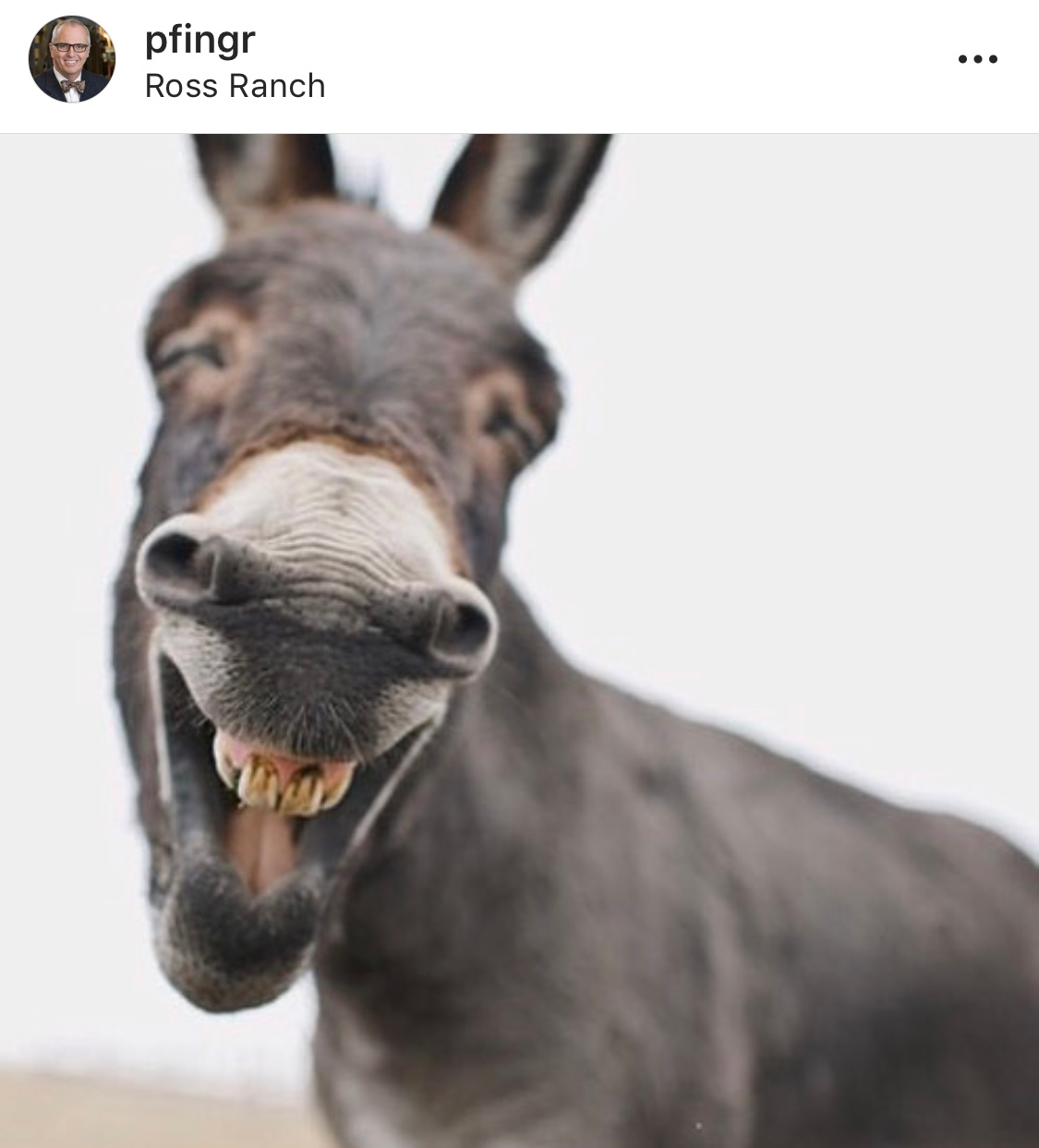Donkey
