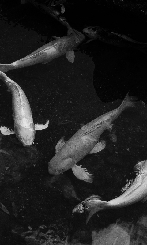 Four Koi Fish by Nellie Adamyan